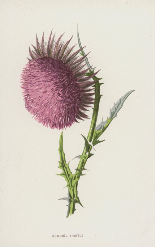 Başını sallayan devedikeni (chromolitho) by Frederick Edward Hulme