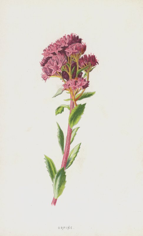 Orpin (kromolito) by Frederick Edward Hulme