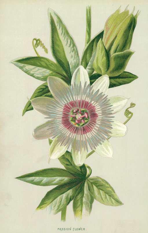 Tutku çiçeği by Frederick Edward Hulme
