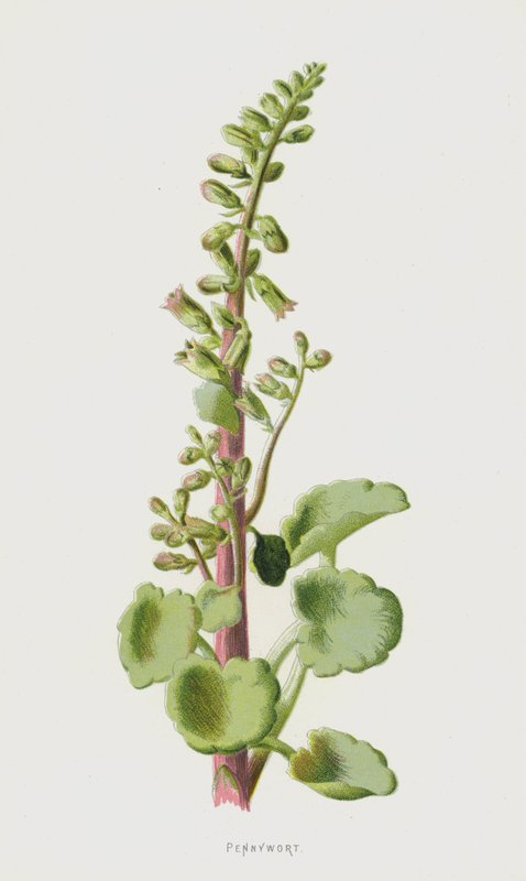 Pennywort (kromolitho) by Frederick Edward Hulme