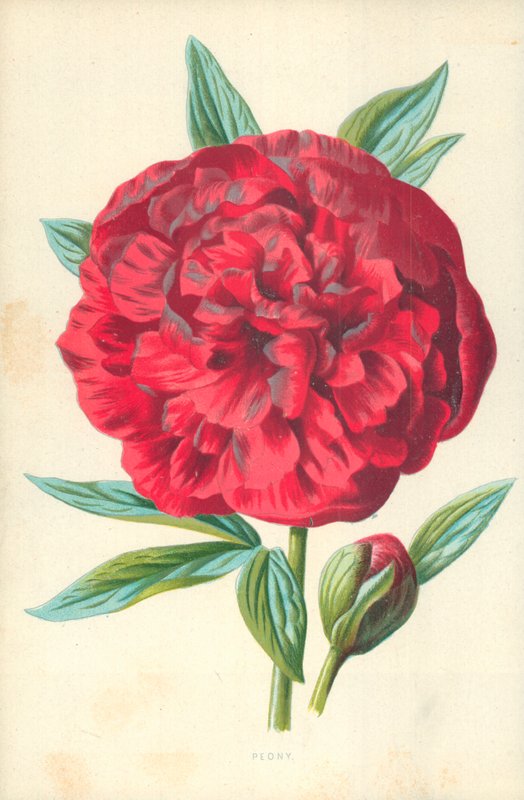 Şakayık by Frederick Edward Hulme