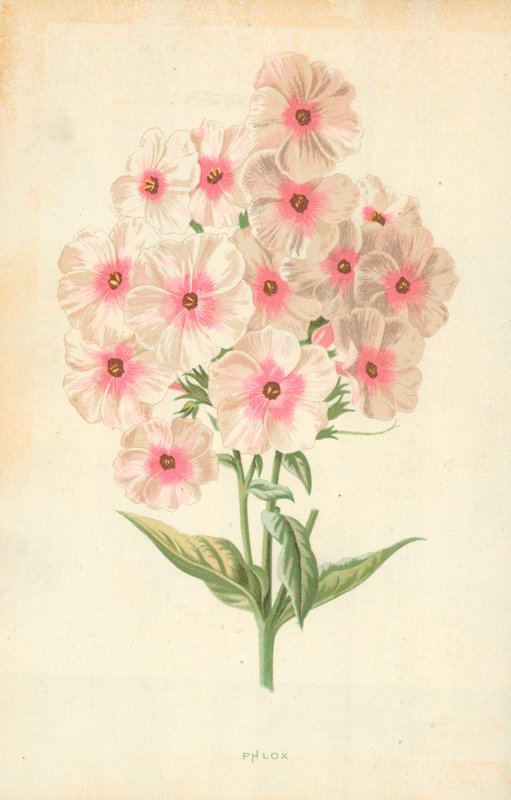 Floksa by Frederick Edward Hulme