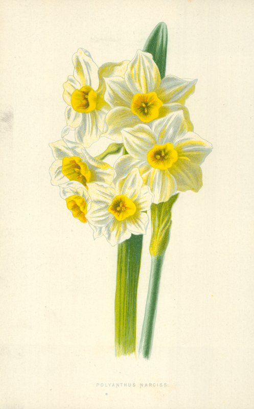 Polyanthus Nergis by Frederick Edward Hulme
