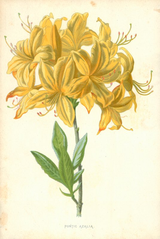 Pontus Azalia by Frederick Edward Hulme