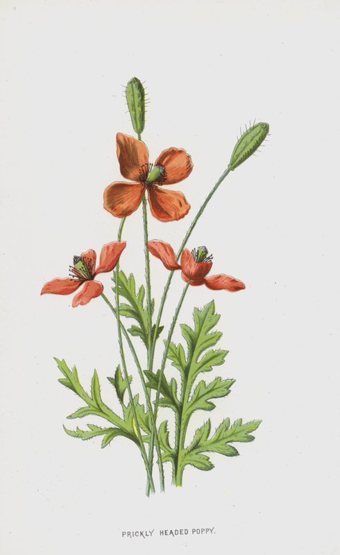 Dikenli Başlı Haşhaş (chromolitho) by Frederick Edward Hulme