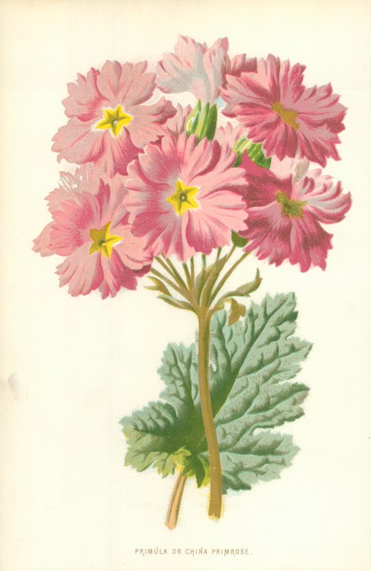 Primula veya Çin Primrose by Frederick Edward Hulme