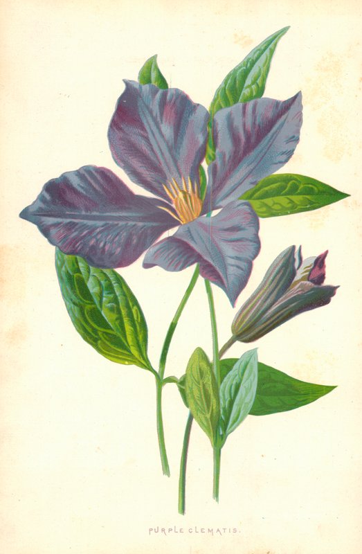 mor akasma by Frederick Edward Hulme