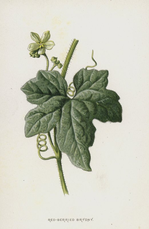 Kırmızı Çilekli Bryony (chromolitho) by Frederick Edward Hulme