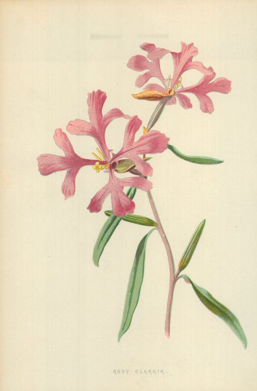 pembe Clarkia by Frederick Edward Hulme