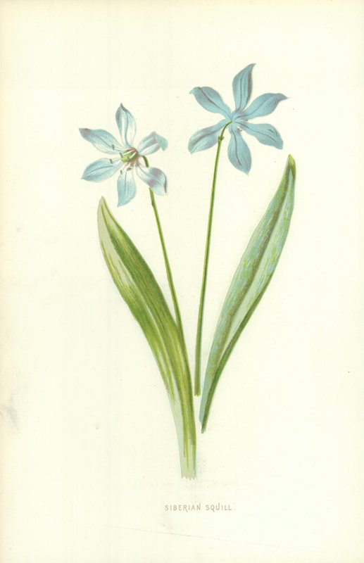 Sibirya Squill by Frederick Edward Hulme