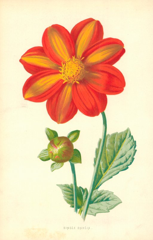Tek Yıldızçiçeği by Frederick Edward Hulme