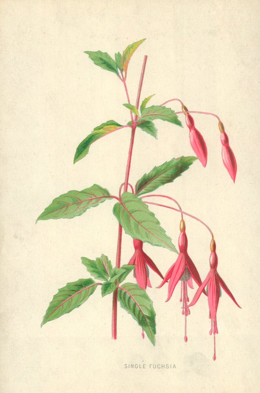 Tek Fuşya by Frederick Edward Hulme