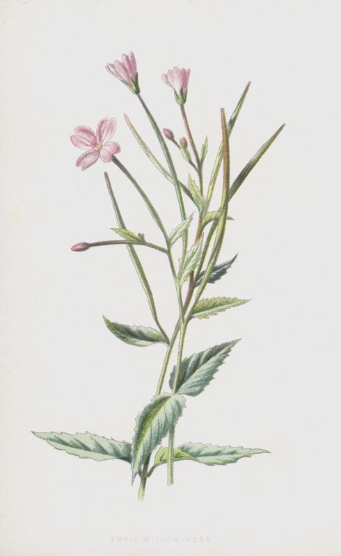 Küçük Söğüt Bitkisi (chromolitho) by Frederick Edward Hulme