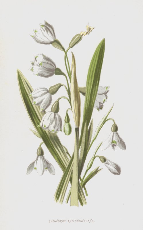 Kardelen ve Kar Tanesi (chromolitho) by Frederick Edward Hulme