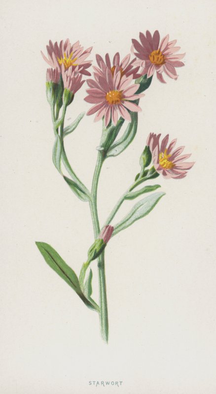 Yıldızotu (kromolitho) by Frederick Edward Hulme