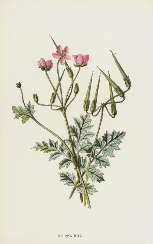 Leylek-Bill (chromolitho) by Frederick Edward Hulme