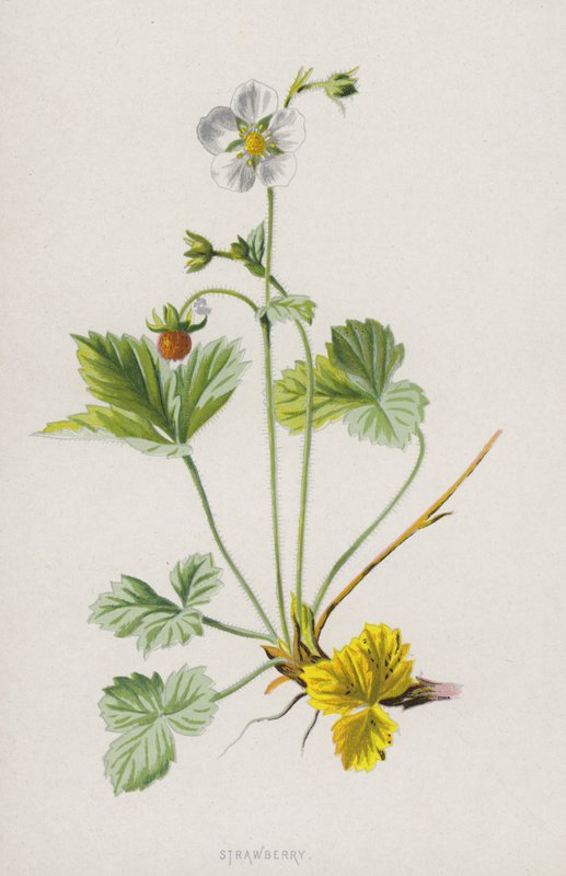 Çilek (kromolitho) by Frederick Edward Hulme
