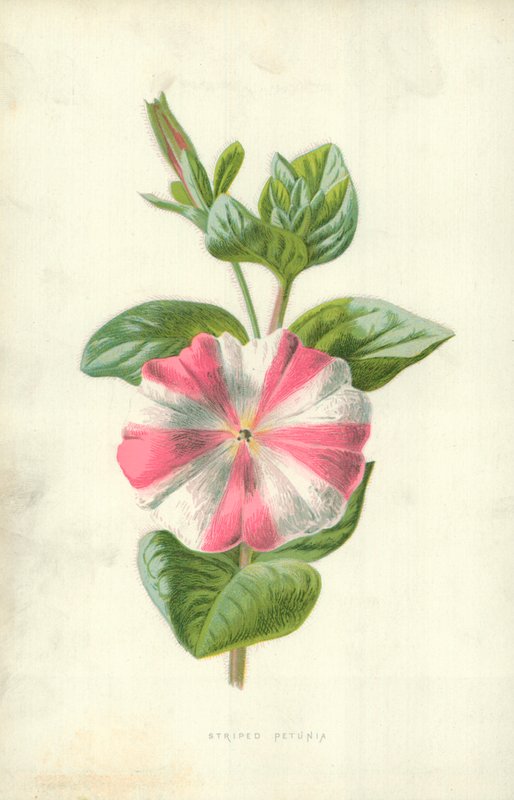çizgili petunya by Frederick Edward Hulme