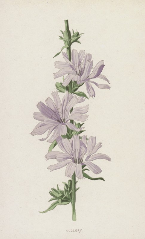 Succory (kromolitho) by Frederick Edward Hulme