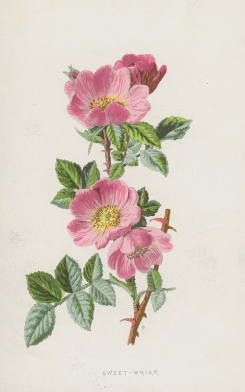 Tatlı Briar (kromolitho) by Frederick Edward Hulme