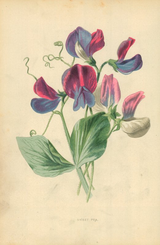 Bezelye by Frederick Edward Hulme