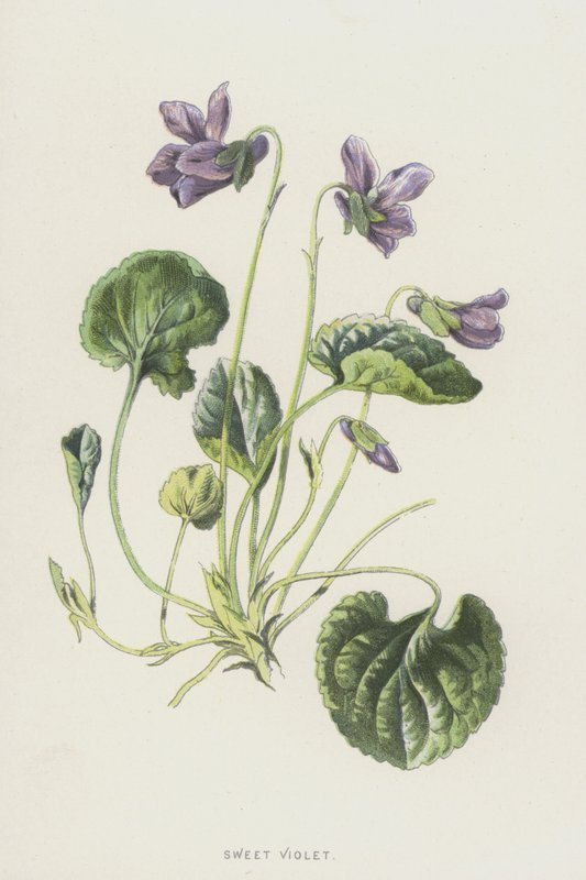 Tatlı Menekşe (chromolitho) by Frederick Edward Hulme