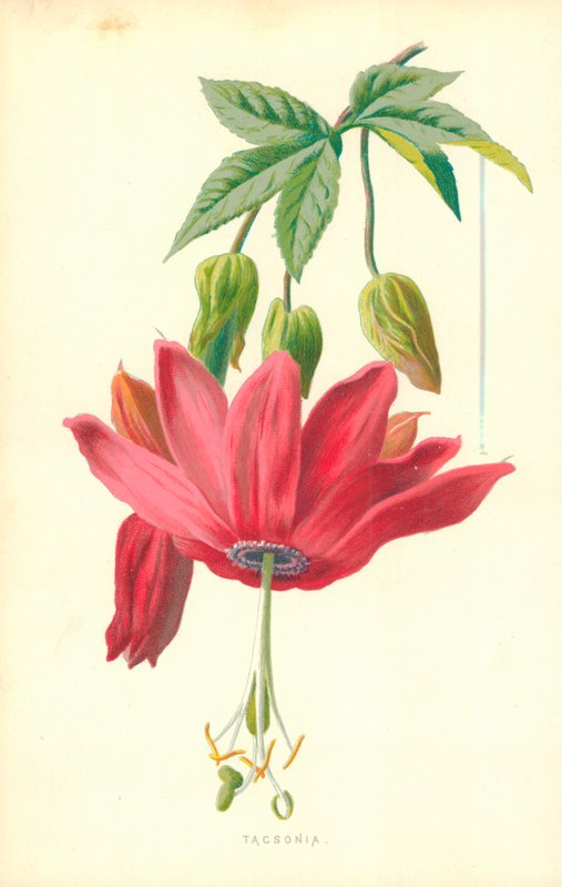 taksonomi by Frederick Edward Hulme