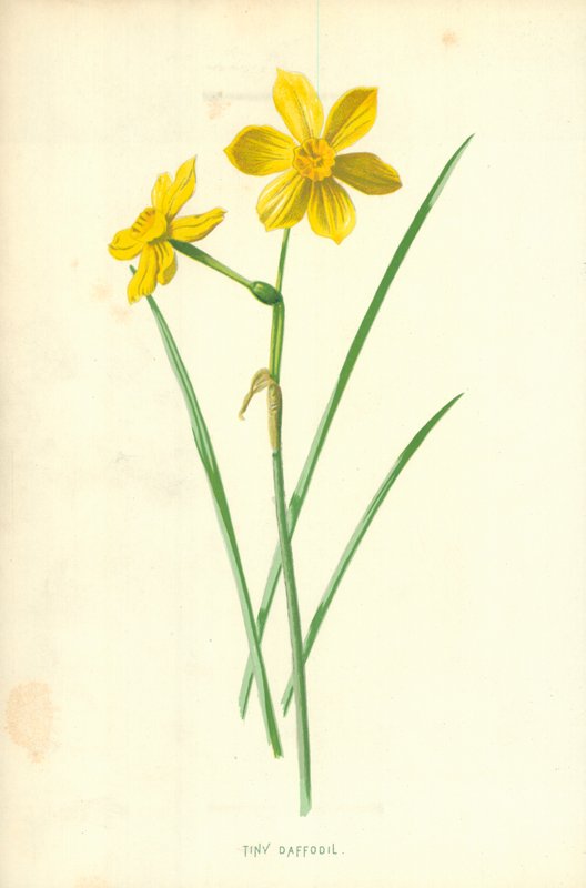 minik nergis by Frederick Edward Hulme