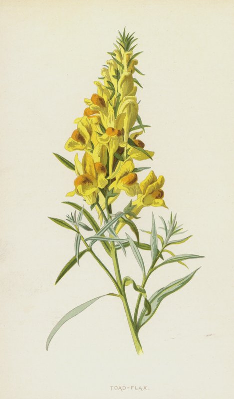 Kurbağa-Keten (chromolitho) by Frederick Edward Hulme