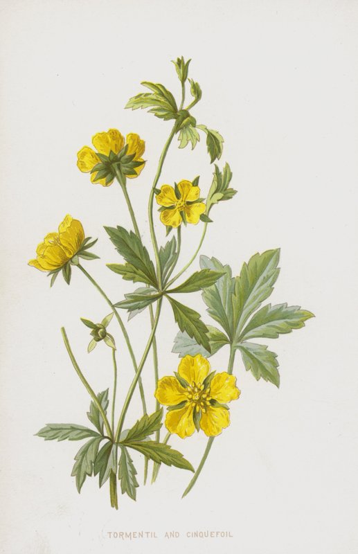 Tormentil ve Cinquefoil (chromolitho) by Frederick Edward Hulme