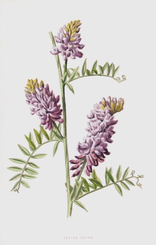 Tepeli Fiğ (chromolitho) by Frederick Edward Hulme