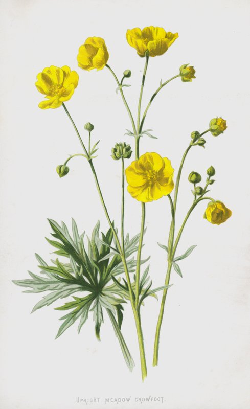 Dik Çayır Crowfoot (chromolitho) by Frederick Edward Hulme