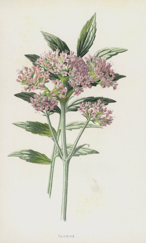 kediotu (kromolitho) by Frederick Edward Hulme