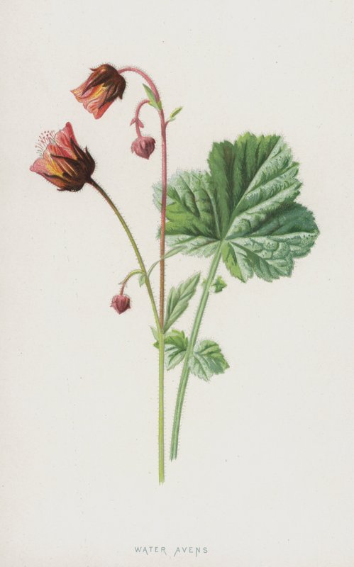 Su Avens (chromolitho) by Frederick Edward Hulme