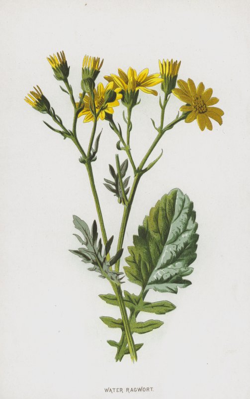 Su Ragwort (kromolitho) by Frederick Edward Hulme
