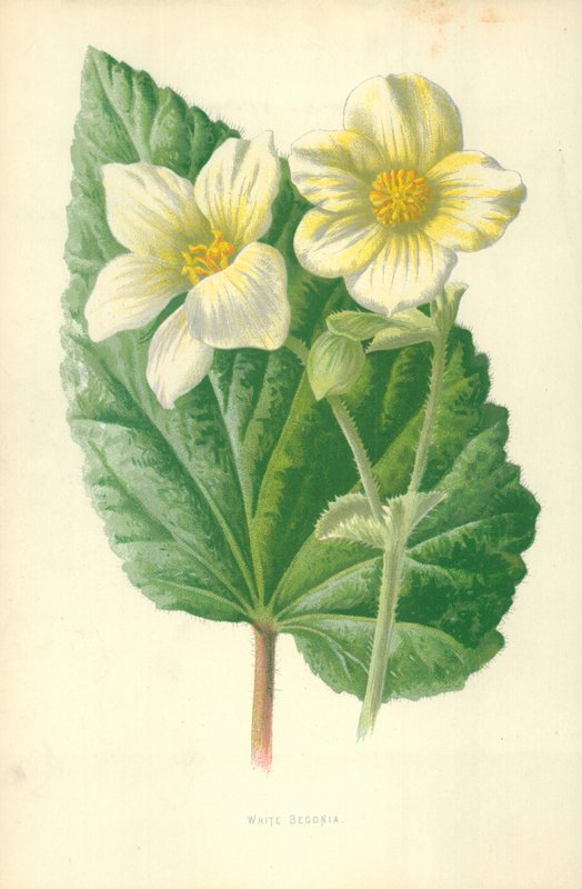 Beyaz Begonya by Frederick Edward Hulme
