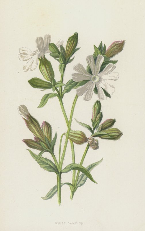 Beyaz Kampion (chromolitho) by Frederick Edward Hulme