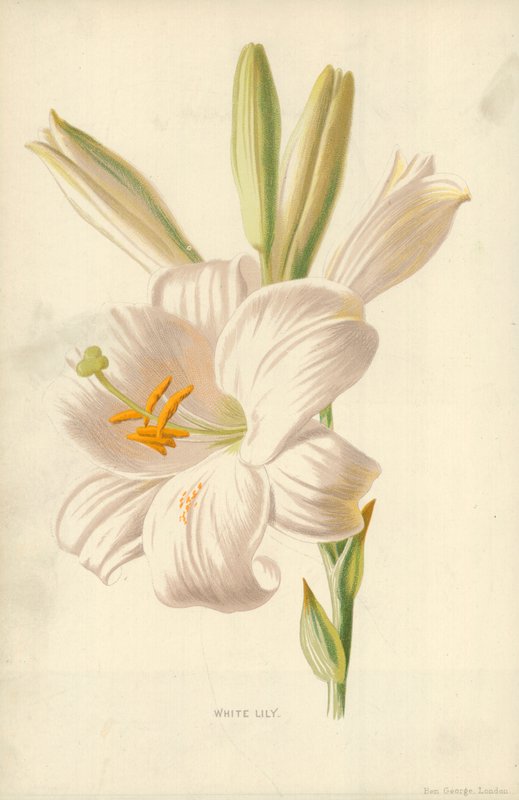 Beyaz Zambak by Frederick Edward Hulme