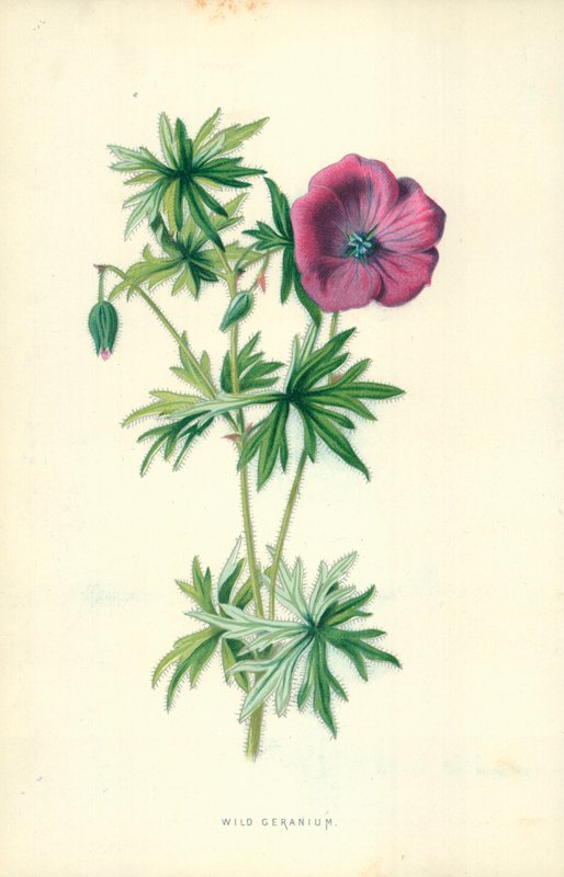 yabani sardunya by Frederick Edward Hulme