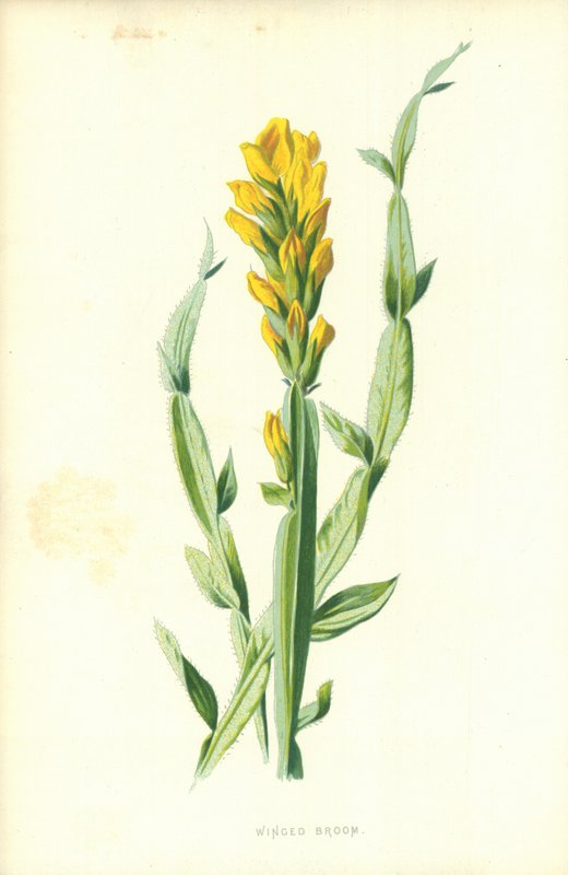 kanatlı süpürge by Frederick Edward Hulme