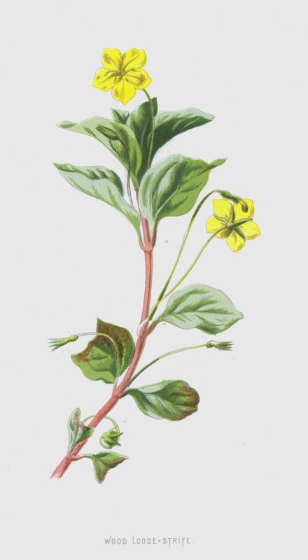 Wood Loose-Strife (chromolitho) by Frederick Edward Hulme