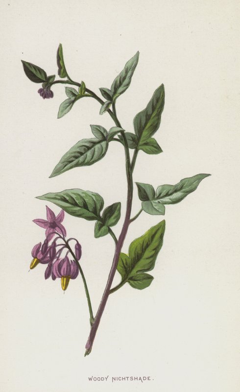 Woody itüzümü (kromolitho) by Frederick Edward Hulme