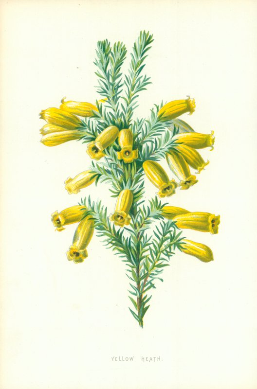 sarı funda by Frederick Edward Hulme