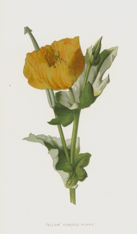 Sarı Boynuzlu Haşhaş (chromolitho) by Frederick Edward Hulme