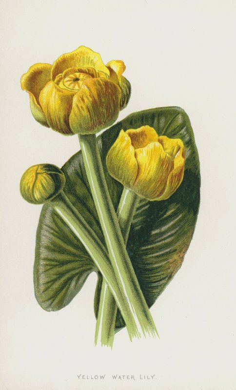 Sarı Nilüfer (kromolitho) by Frederick Edward Hulme