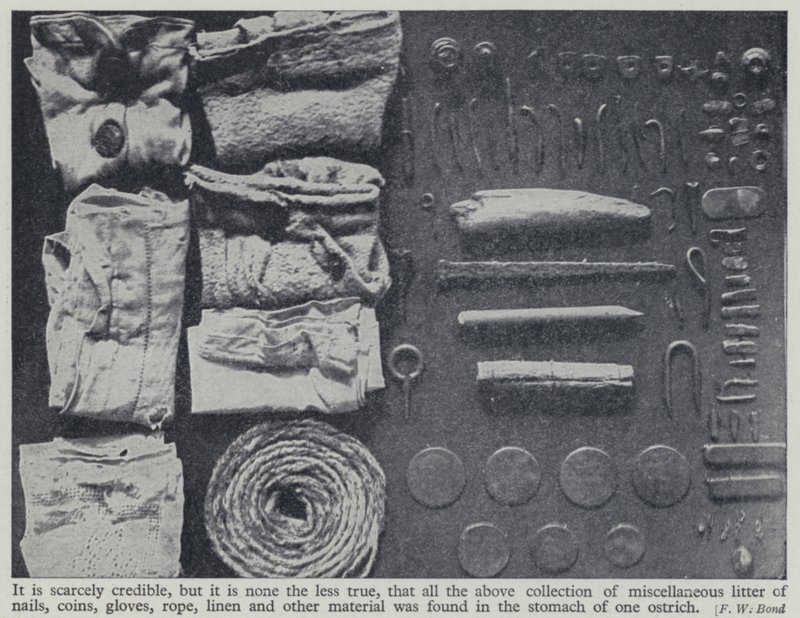 Bir devekuşunun midesinde bulunan eşyalar (s/b fotoğraf) by Frederick William Bond