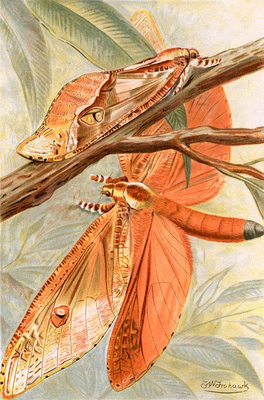 Dev hızlı güve by Frederick William Frohawk