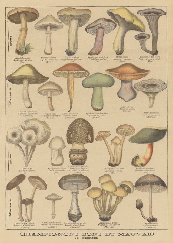 Yenilebilir ve zehirli mantarlar by French School