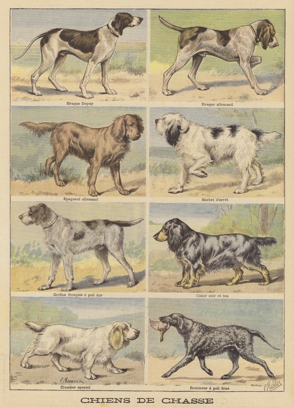 av köpekleri by French School