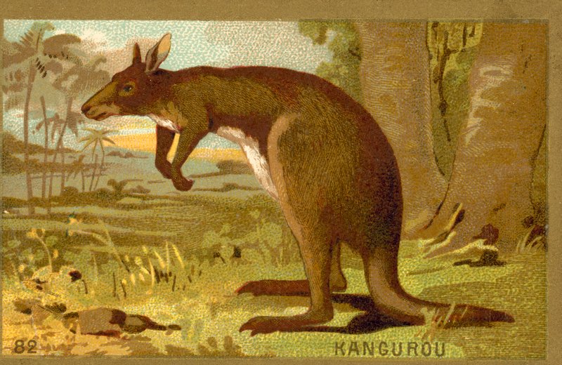kanguru by French School